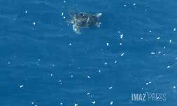 Tortue dans l'océan  