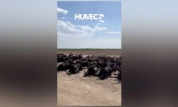 Kansas : 2.000 bovins meurent à cause des fortes chaleurs 