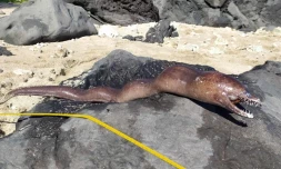 Réserve marine : deux nouvelles murènes retrouvées mortes