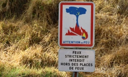 route forestière des tamarins RF9