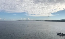 Dauphins dans la baie de Saint-Paul