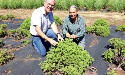  Département : la filière des plantes aromatiques et médicinales se structure