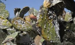 En Afrique du Nord, les précieuses figues de barbarie décimées par un insecte