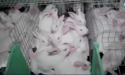 L214 publie une nouvelle vidéo choc