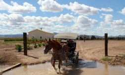 Un Mennonite conduit une carriole Ă Sabinal, le 22 septembre 2018 au Mexique