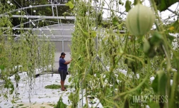 dégats cyclone Belal chez une agricultrice 