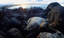 Tortue verte, échouage, morte, cadavre, Kélonia, Pointe du Diable