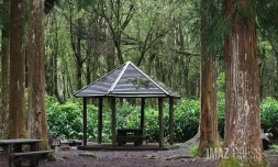 forêt de bébour bélouve 