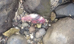 Poissons morts à Saint-Leu