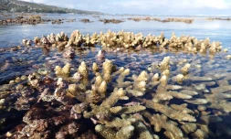 Marée basse : la Réserve marine alerte sur la fragilité des coraux