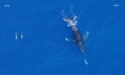 baleines 2017