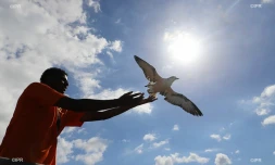 lâcher de pétrels 2018