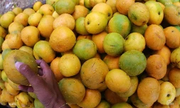 mangue