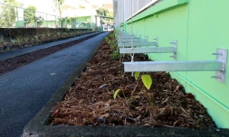 Saint-Denis : l’établissement scolaire Jacarandas se végétalise