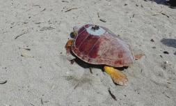 Tortue Brice Kelonia