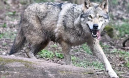 Les autorités ont publié le nouveau décompte de la population de loups en France et autorisé à abattre jusqu'à 192 de ces prédateurs en 2025 ( AFP / THOMAS KIENZLE )
