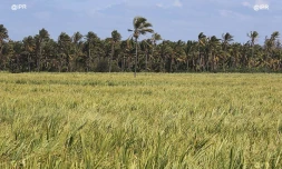 Cocotiers 