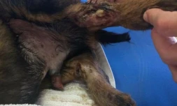 Le chien a dĂ» ĂȘtre euthanasiĂ©.