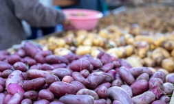 FÊTE POMME DE TERRE