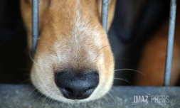 chien en fourrière
