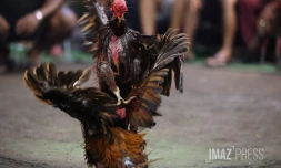 Combats coqs rivière des galets 