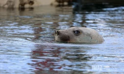 Elephant de mer à Sainte-Marie