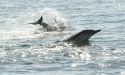 Des dauphins au large de La Turballe en Loire-Atlantique, le 28 septembre 2018 ( AFP / SEBASTIEN SALOM GOMIS )
