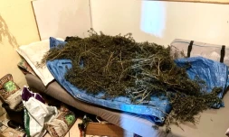 pieds cannabis st benoit