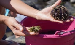 Les travaux de reconstitution de la protection de la digue ont commencé