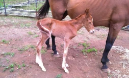 Saint-Leu : encore un poulain enlevé en pleine nuit [?]