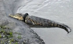 Un crocodile a été libéré du pneu dans lequel son cou était coincé depuis six ans