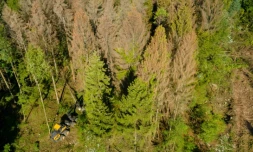 Les arbres de la forĂȘt domaniale de Verdun (est de la France) souffrent de la scolyte du sapin, le 22 aoĂ»t 2019