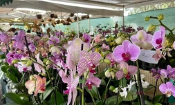 orchidée
