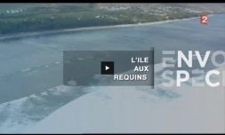 Reportage requins