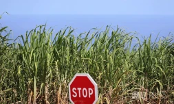 canne à sucre 