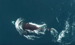 [VIDEO] Le spectacle captivant des baleines boréales