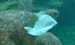 tortue plastique