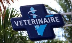 vétérinaire 