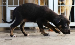 fourrière de saint-marie