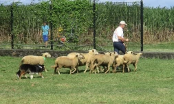 Une démonstration de chiens de conduite de troupeau foire bras panon