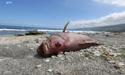 poisson mort 