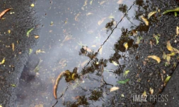 pluie 
