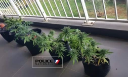 Saint-Denis : une chambre de culture et plusieurs pieds de cannabis chez un particulier