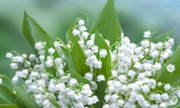 Muguet 1er mai