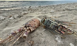 Carapaces de lagoustes palge des brissants