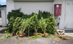 zamal saisi à Cilaos