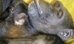 La chimpanzée prodige Ai, morte à 49 ans, apparaît sur cette photo diffusée 1er mai 2000 par l’Institut de recherche sur les primates de l’université de Kyoto (Japon), en train d'allaiter son premier bébé, Ayumu, à Inuyama ( JIJI PRESS / - )