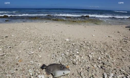 pollution  poissons morts 