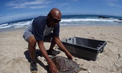 Une jeune tortue retrouvée échouée à cause d'un fil de pêche