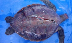 Percutée par un navire à Saint-Gilles, une jeune tortue verte n'a pas survécu